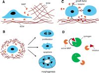 Matrix metalloproteinases: effectors of development and normal physiology