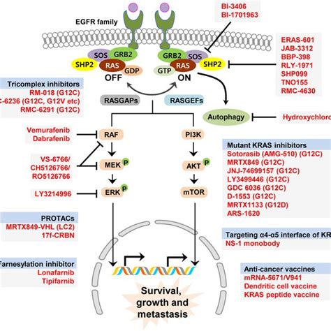 Various novel approaches to target mutant KRAS. Basic concepts of... | Download Scientific Diagram