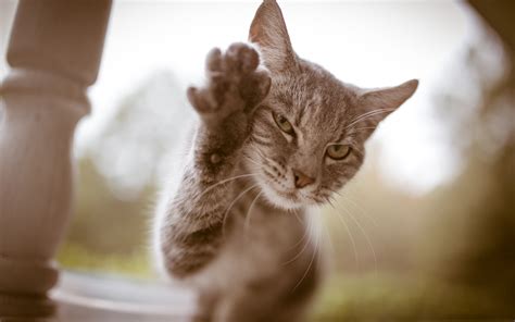 6 Fascinating Facts About Your Cat's Paws – Meowingtons