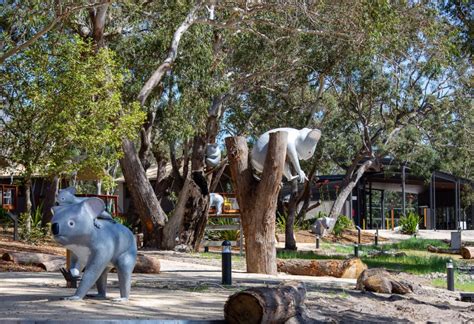 Visit the New Port Stephens Koala Sanctuary - Newy with Kids