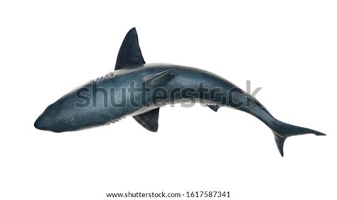 1 174 Sea Shark Top View Images, Stock Photos, 3D objects, & Vectors | Shutterstock