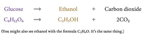 Anaerobic Respiration In Yeast Formula | My XXX Hot Girl