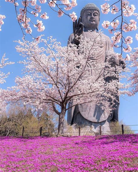 ☆🌸Ushiku Daibutsu🌸 All About Japan, Featured Artist, Cherry Blossom, Buddha Statue, Beautiful ...