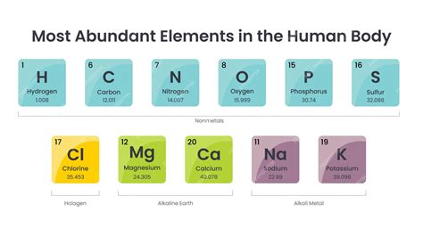 Premium Vector | Most abundant elements in the human body science ...