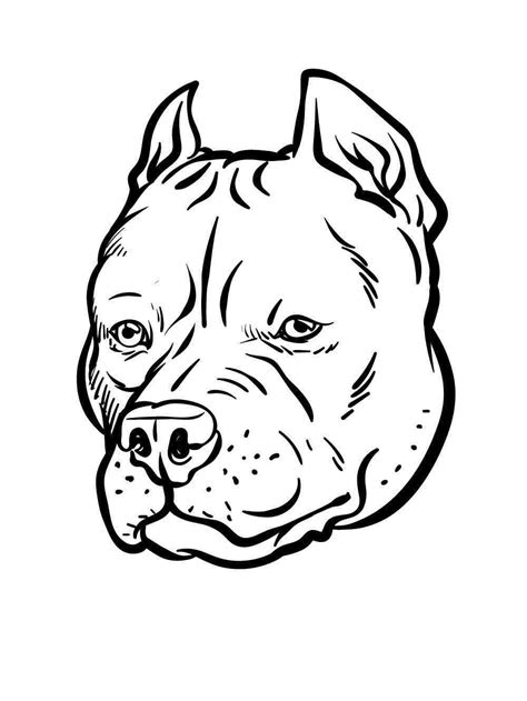 Pitbull coloring pages