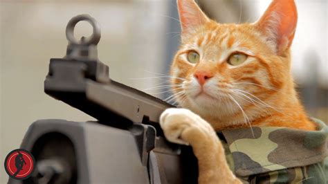 Medal of Honor Cat - YouTube