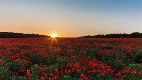 Field of Roses Wallpaper - WallpaperSafari