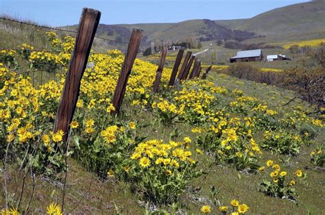 Columbia River Gorge showing spring wildflowers; here's how to find ...