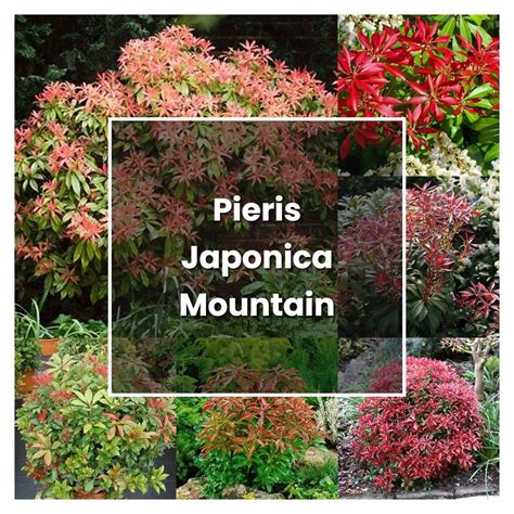 How to Grow Pieris Japonica Mountain Fire - Plant Care & Tips | NorwichGardener