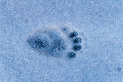 797 en la categoría «Bear footprints in snow» de imágenes, fotos de stock e ilustraciones libres ...