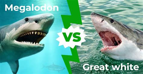 Megalodon vs Great White: Who Would Win in a Fight? - IMP WORLD