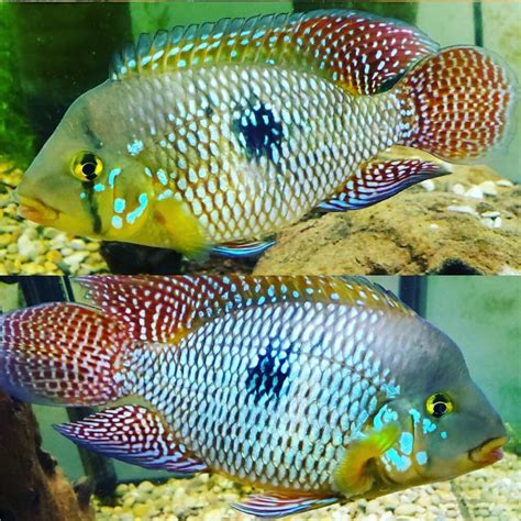 American Cichlid Geo- Pearl Cichlid (Geophagus Braziliensis) 6cm - Aquarium Central