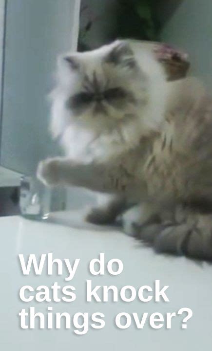 Why Do Cats Knock Things Over? | Cats, Cat behavior, Happy animals