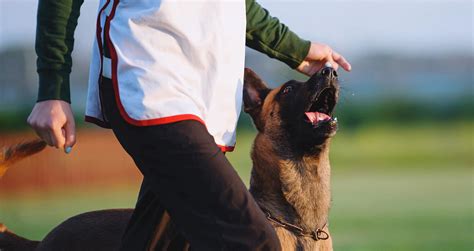 Animal Trainer Career: Test Your Compatibility