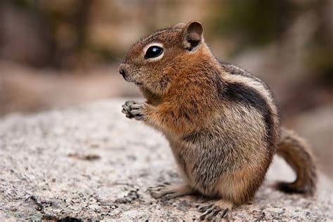 Wildlife spotting in Rocky Mountain National Park - Lonely Planet ...