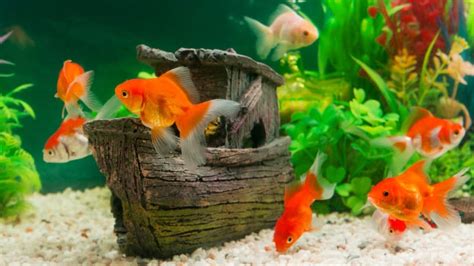 Aquarium Fish Hiding Places — Pet Central by Chewy