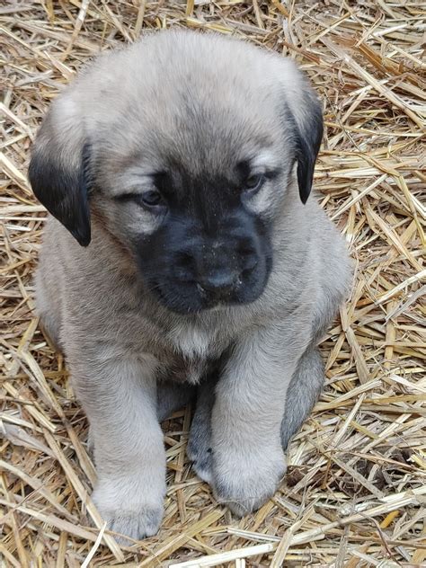 Anatolian Shepherd Puppies For Sale | Cadiz, OH #348076