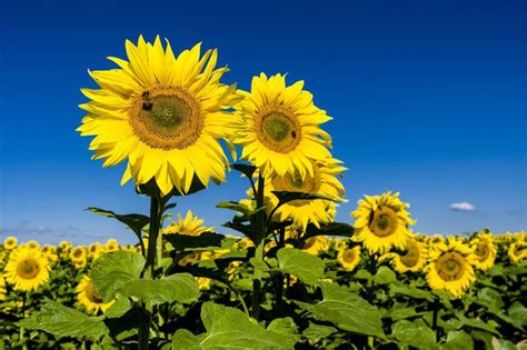 Here comes the sun—and these guys know where to look. See just how sunflowers move and why ...