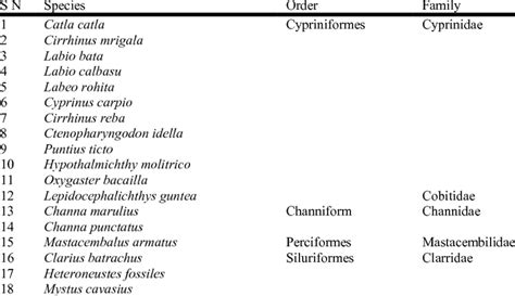 Systematic position of fish fauna of Mainpat waterfalls | Download Table