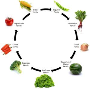 Crop Rotation - The Garden Academy