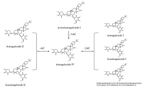 The probable transformations of astragaloside IV. | Download Scientific Diagram