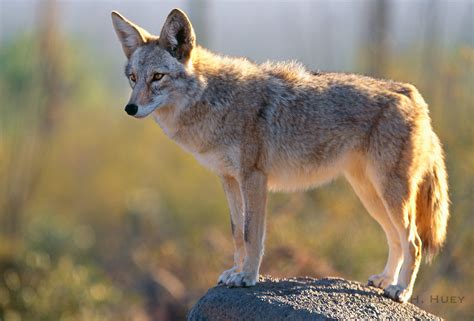 Coyote [Canis latrans] at Arizona-Sonora Desert Museum. Tucson ...