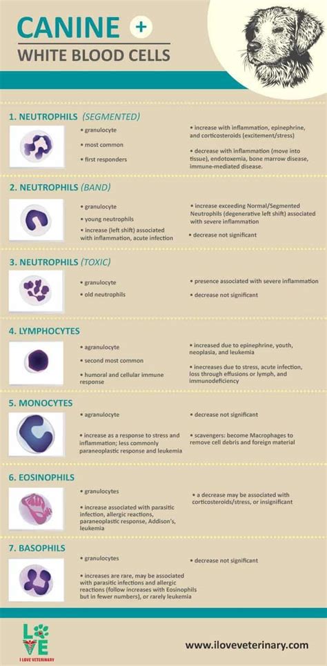 Canine White Blood Cells - I Love Veterinary