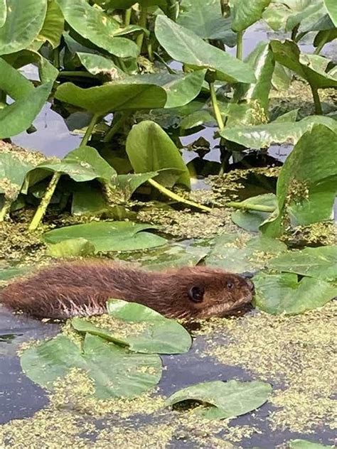 Beaver Update – Rehabilitating Orphan and Injured Wildlife Since 1962