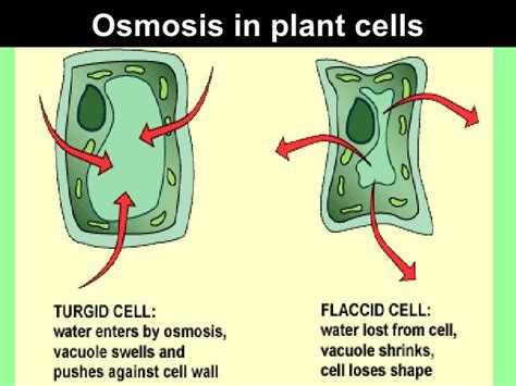 Osmosis in plant cells Hypertonic solution Hypotonic solution | Horticultural Notes | Pinterest ...