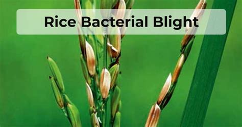 Rice Bacterial Blight - Causes, Affect and Control - SCALAR LIGHT