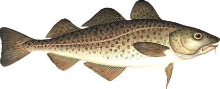 Atlantic Cod