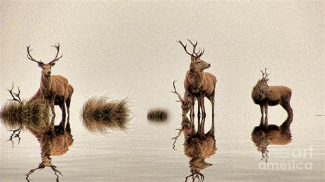 Deer on the Water Photograph by Dave Harnetty - Fine Art America