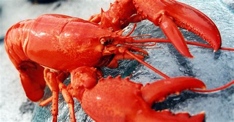 Lobster Habitat and Behavior Information - Frozen Lobster Supplier ...