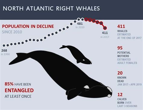 Northern Right Whale Endangered