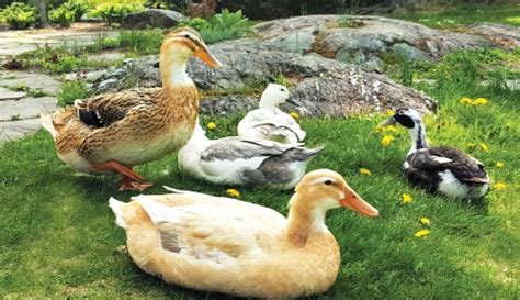 How To Start Raising Ducks On Your Farm - Hobby Farms