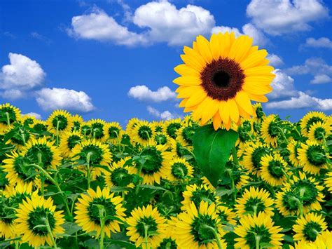 Sunflower Desktop Wallpapers Free - Wallpaper Cave