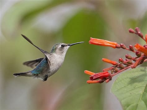 Bee Hummingbird Cuban endemic | Dave Williams | Flickr