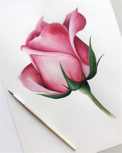 color Pencil Art Drawings Easy Flower - Uketsyseller