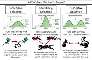 Disruptive Selection | Definition & Examples