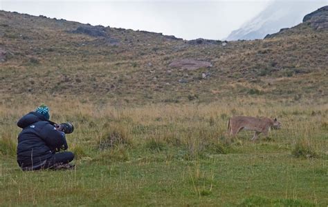 Pumas and Massifs of the Torres del Paine | RoundGlass | Sustain