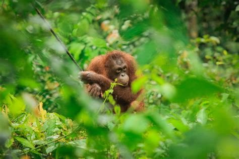 5 incredible wildlife sanctuaries in Malaysia - Going Places by Malaysia Airlines