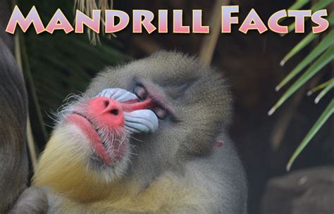 Mandrill Facts, Pictures & Video. Learn All About The Biggest Monkey In ...