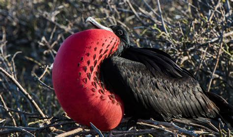 Frigatebird | Go Galapagos