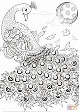 Graceful Peacock coloring Page  Free Printable Coloring Pages sketch template