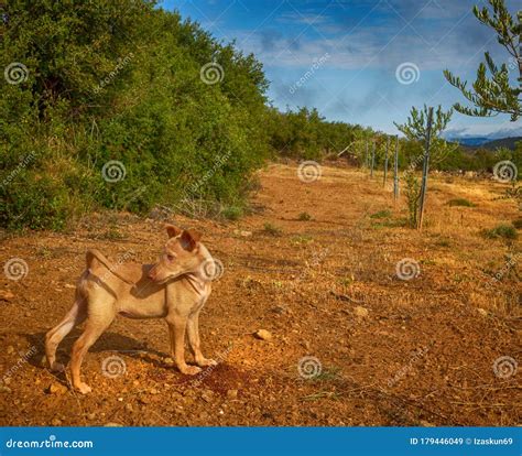 Hunting Dog Puppy in the Bush Stock Image - Image of happy, hair: 179446049