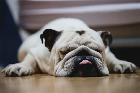 English Bulldog sleeping on the floor - Creative Commons Bilder