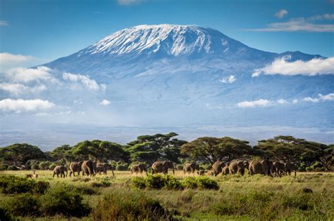 Kilimanjaro: Animals