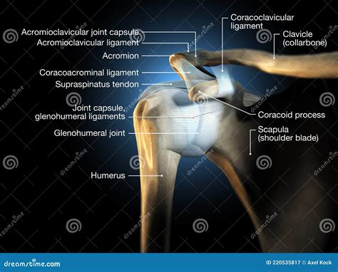 Glenohumeral Or Shoulder Joint Stock Image | CartoonDealer.com #101975899