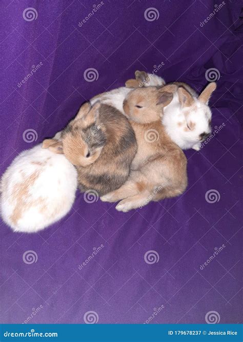 Sleeping baby bunnies stock image. Image of animal, whiskers - 179678237