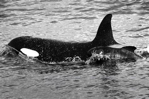 Orca adopts – or kidnaps – pilot whale calf | Flipboard